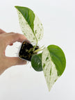Rare Plant Starter Box@BC Warehouse *Local Pick up or Delivery Only*