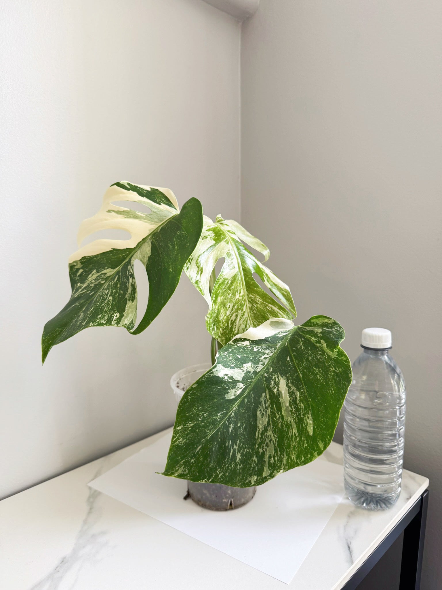 Monstera Albo -Japan *Pick up& GTA Delivery Only* @Markham Warehouse