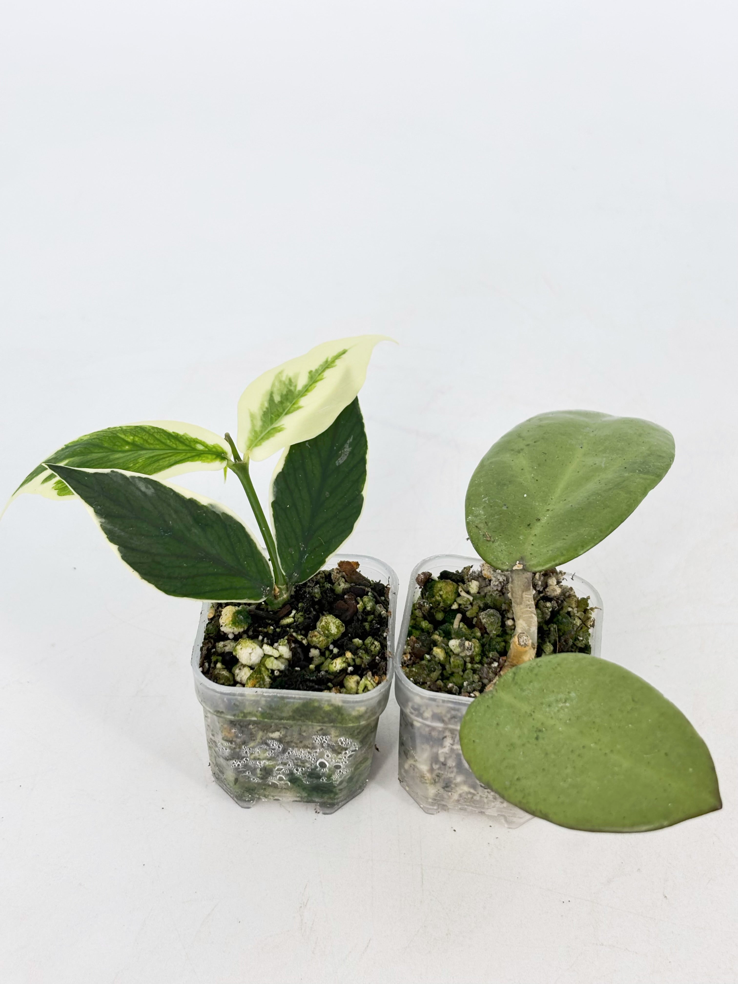 Hoya Combo (Silver Dollar & Polyneura outer variegated)