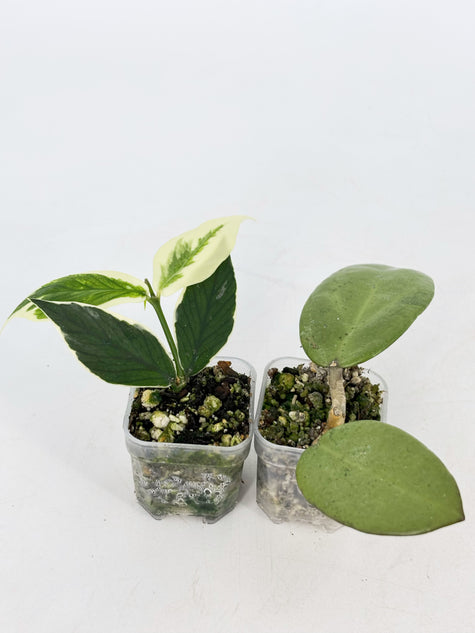 Hoya Combo (Silver Dollar & Polyneura outer variegated)