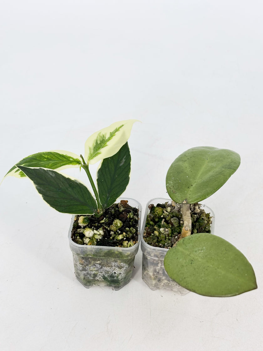 Hoya Combo (Silver Dollar & Polyneura outer variegated)