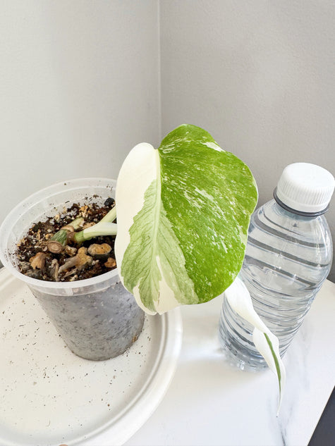 Monstera Albo -Japan