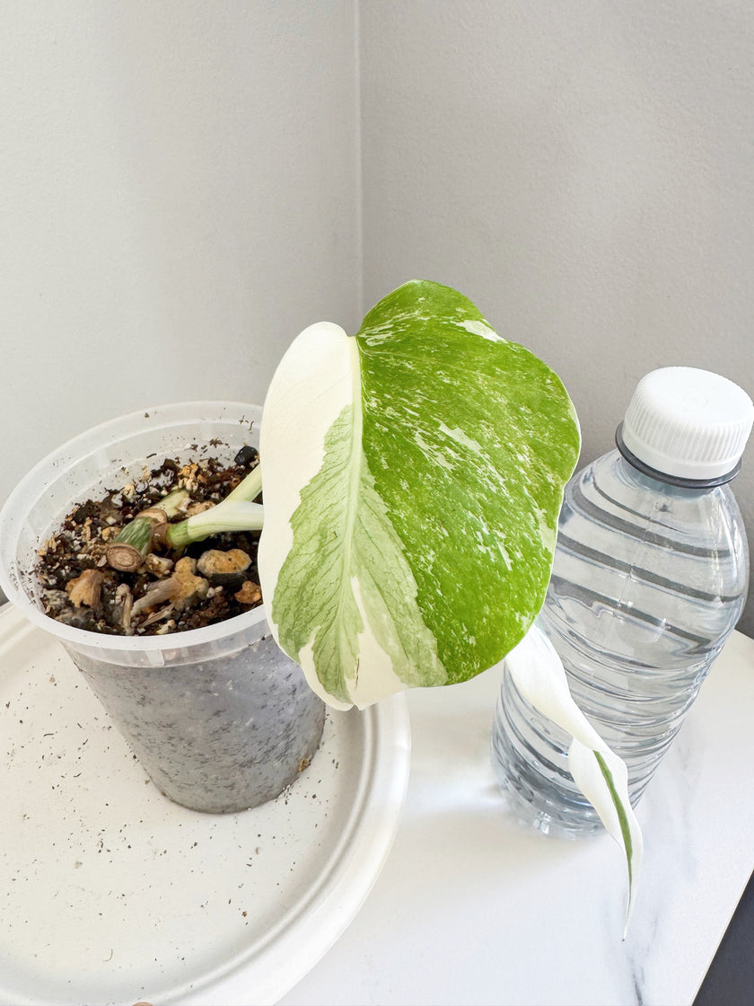 Monstera Albo -Japan