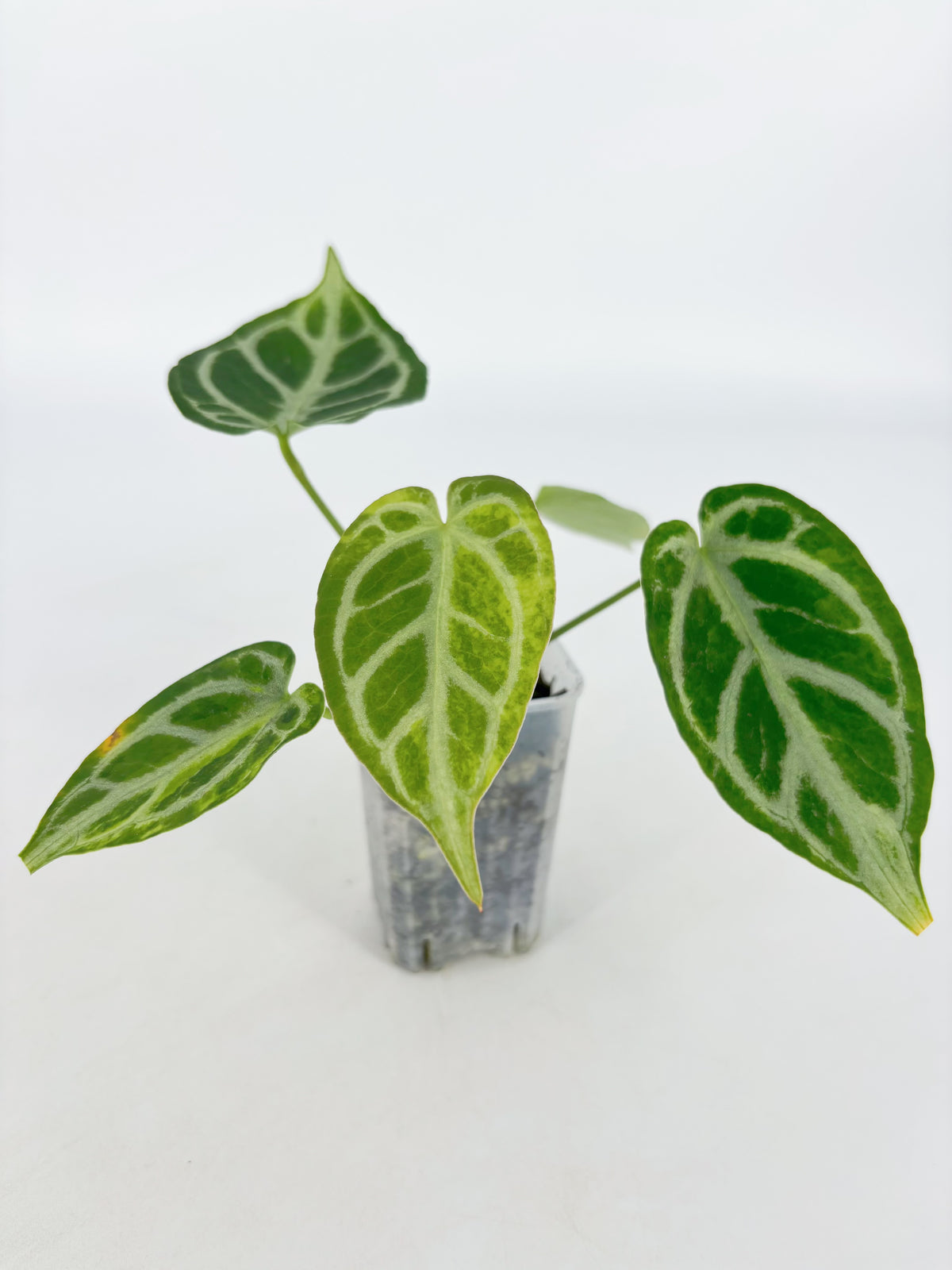 Anthurium Crystallinum Var
@BC Warehouse