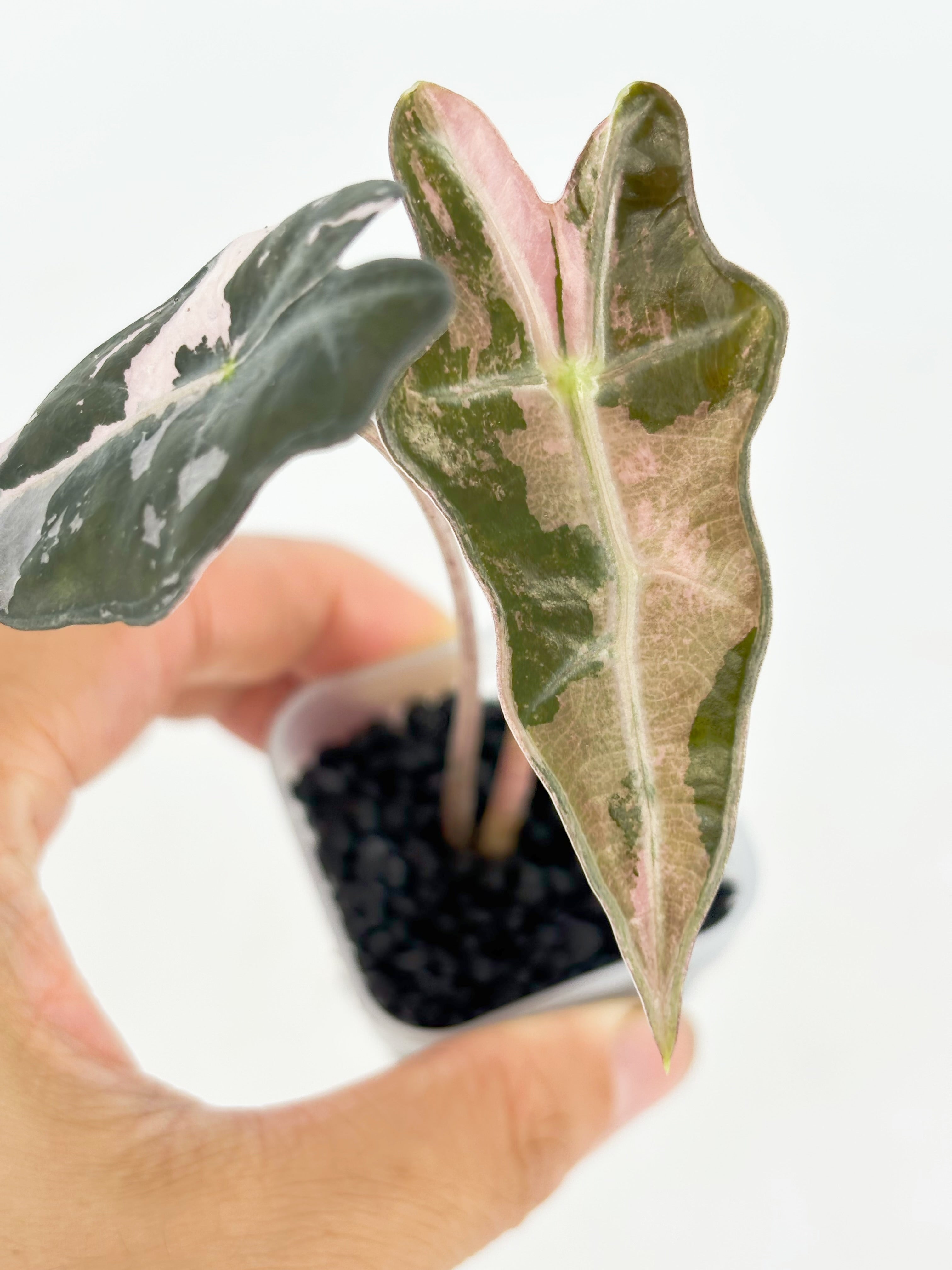 Alocasia Nobilis Pink@BC Warehouse