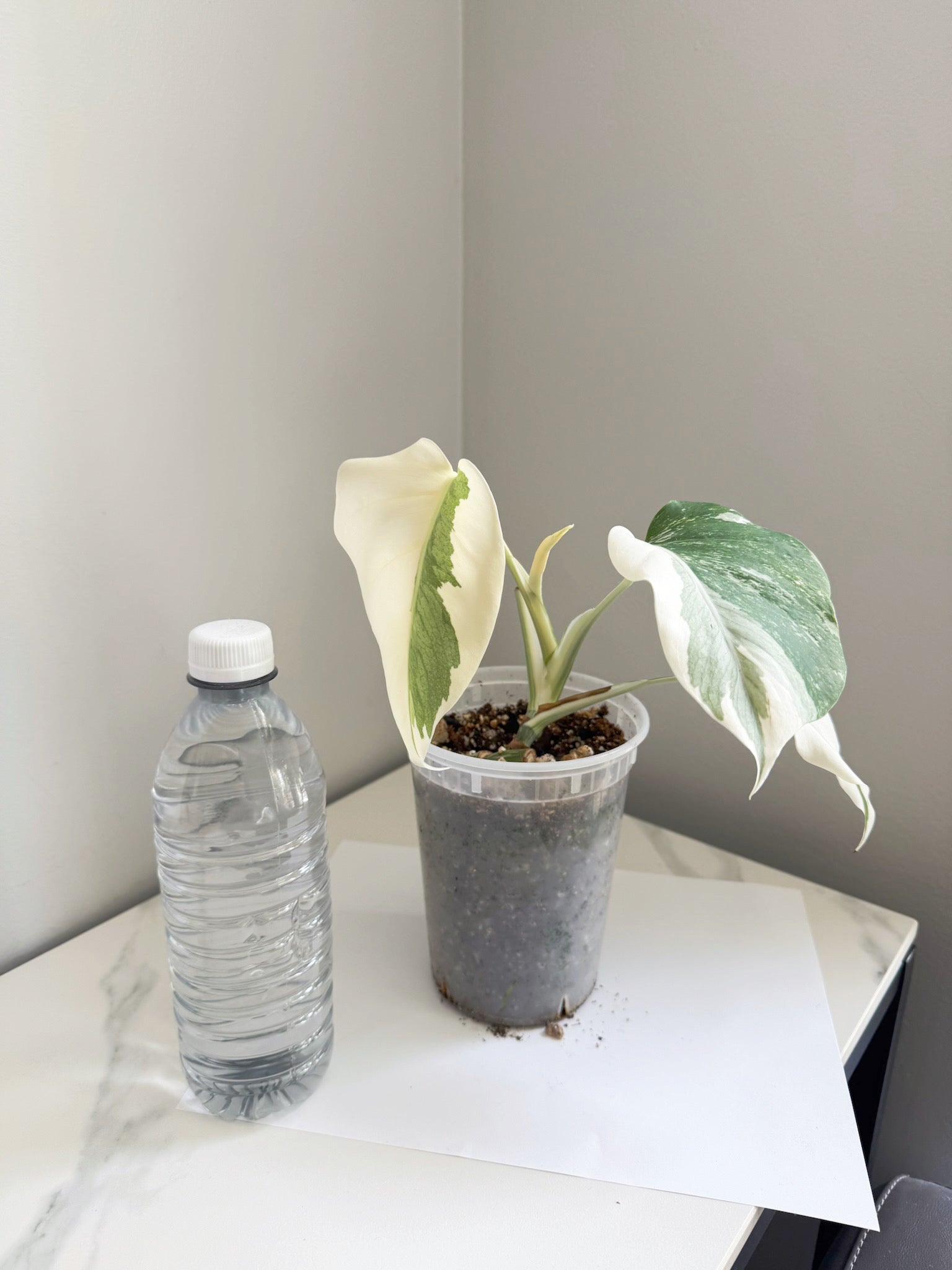 Monstera Albo -Japan *Pick up& GTA Delivery Only* @Markham Warehouse