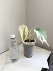 Monstera Albo -Japan *Pick up& GTA Delivery Only* @Markham Warehouse