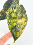 Alocasia Sedenii Aurea@BC Warehouse
