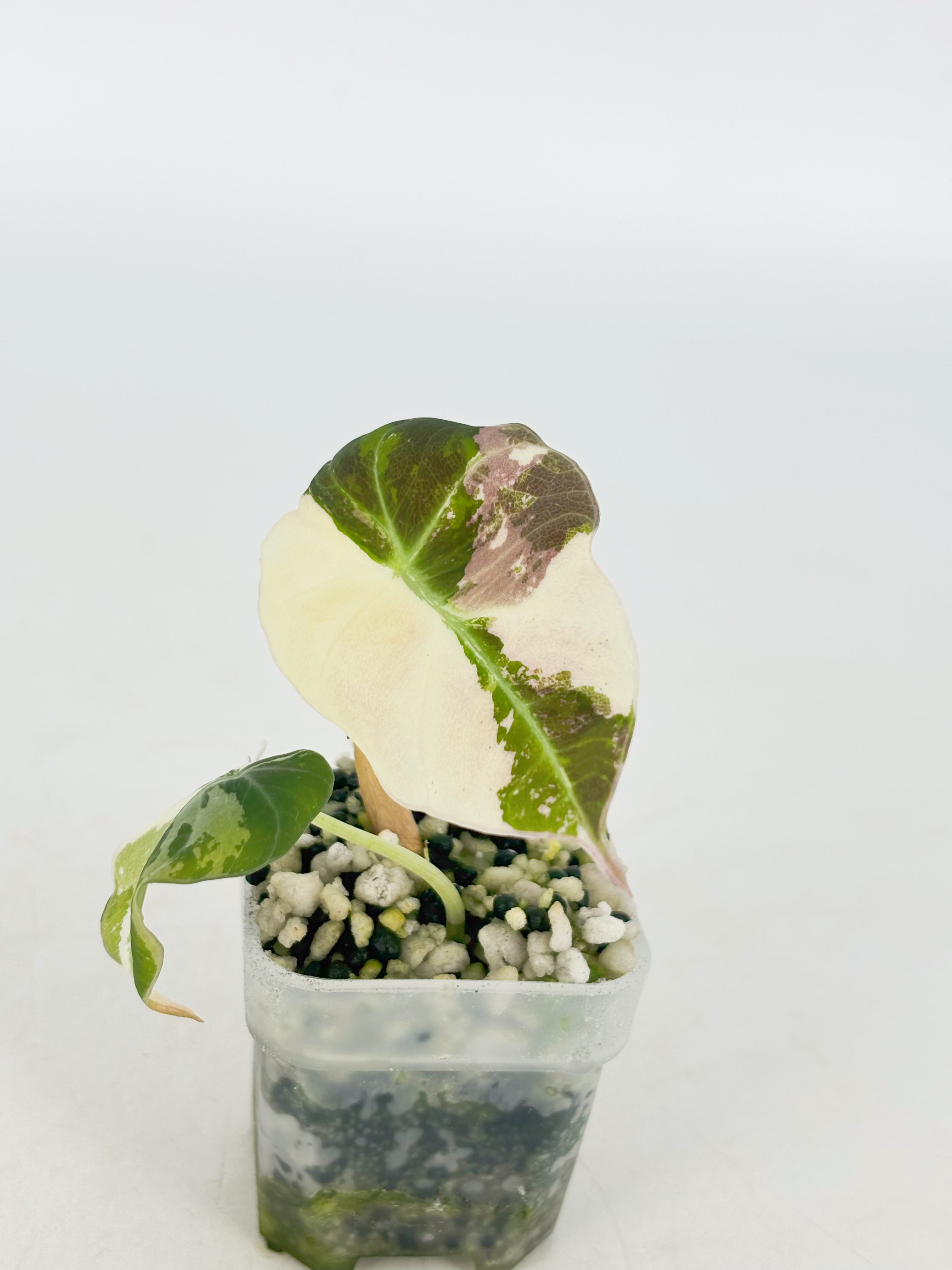 Alocasia Pink Combo@BC Warehouse