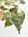 *Ultra Select* Alocasia Wentii Albo Pink@BC Warehouse