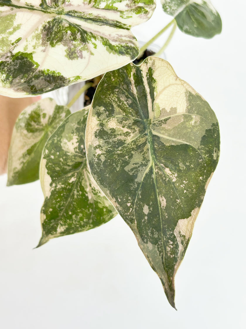 *Ultra Select* Alocasia Wentii Albo Pink@BC Warehouse