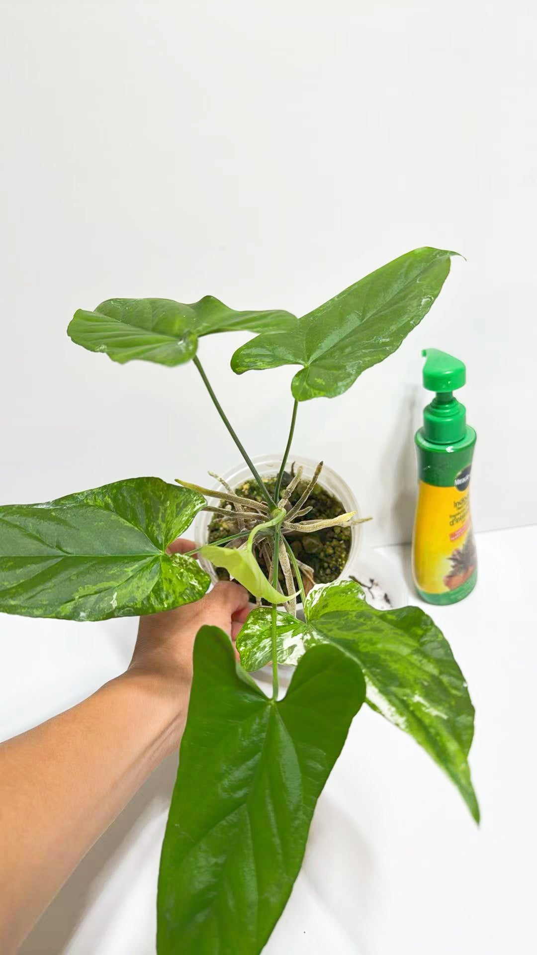 Anthurium Balaoanum var@Markham Warehouse