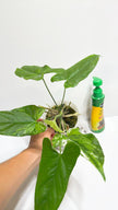 Anthurium Balaoanum var@Markham Warehouse