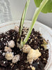 Monstera Albo