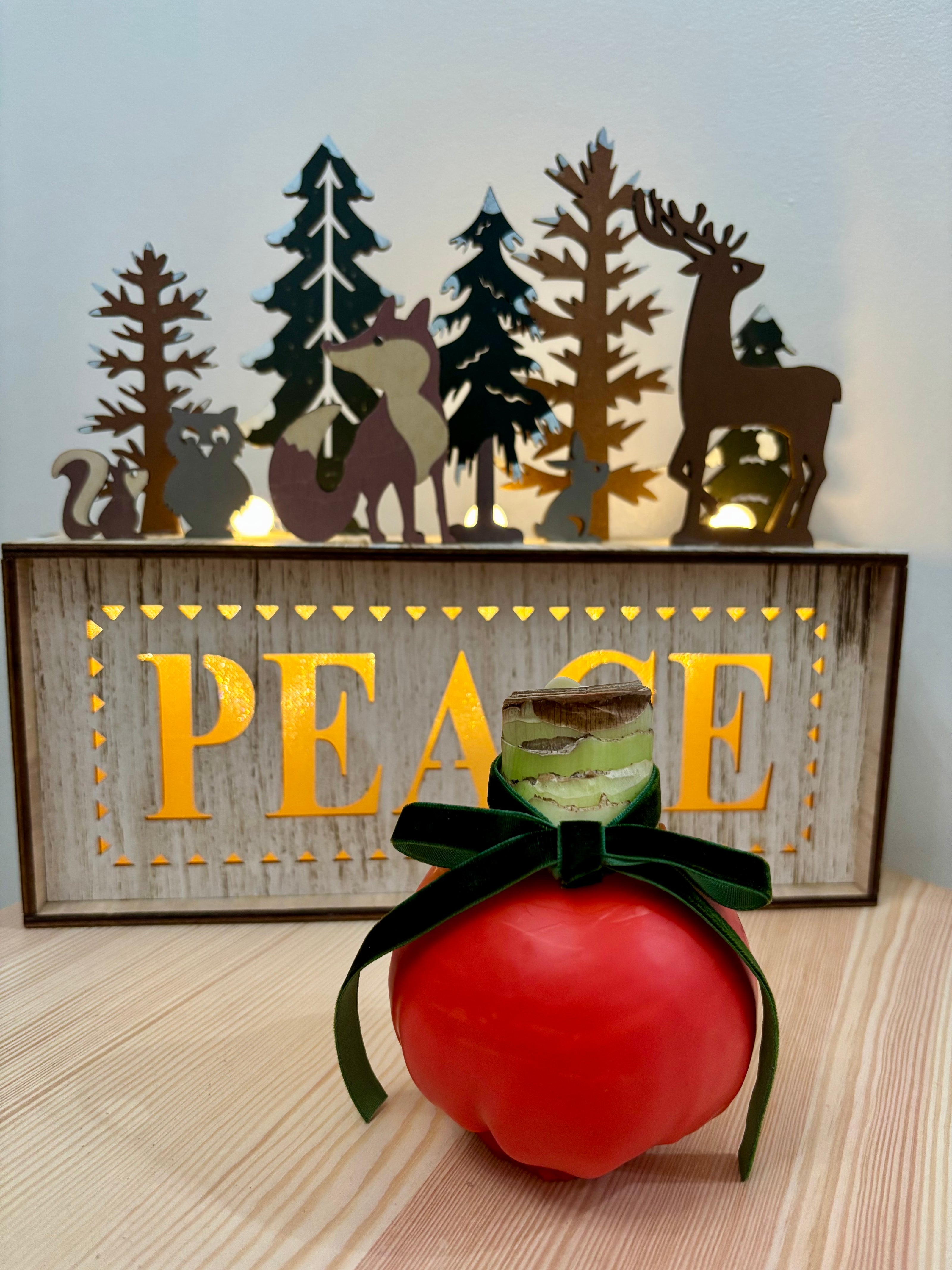 Holiday Amaryllis Bulb Limited Edition -Free Gift Package