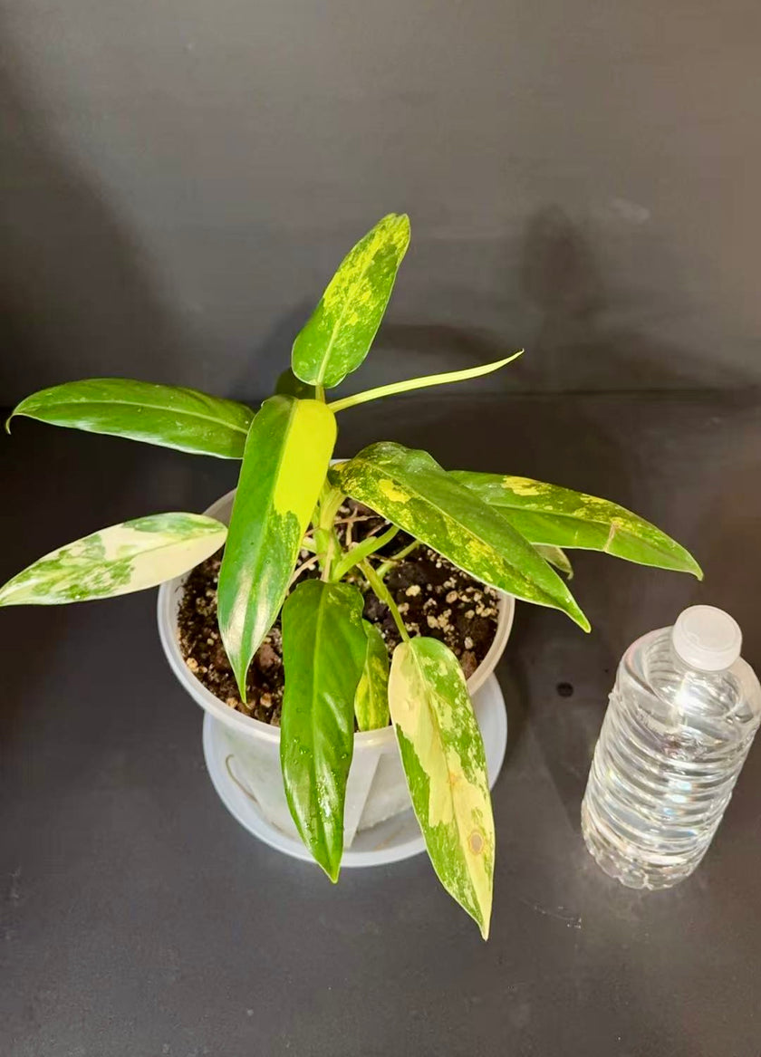 Philodendron Domesticum Var