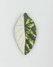Tropical Leaf Magnet — Alocasia Series