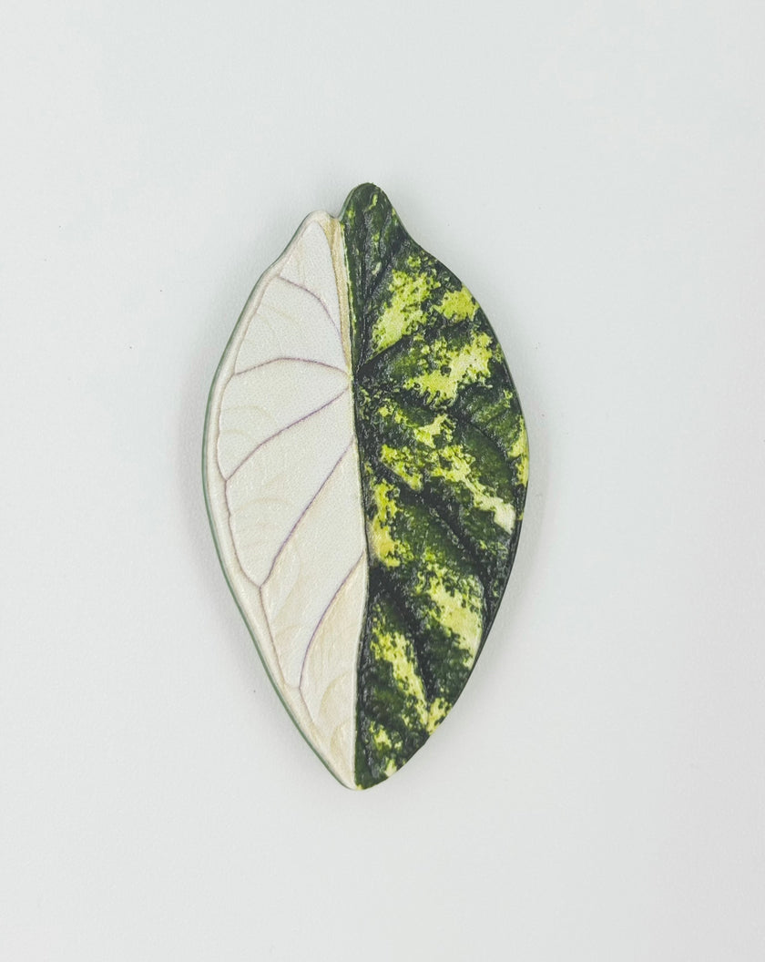 Tropical Leaf Magnet — Alocasia Series