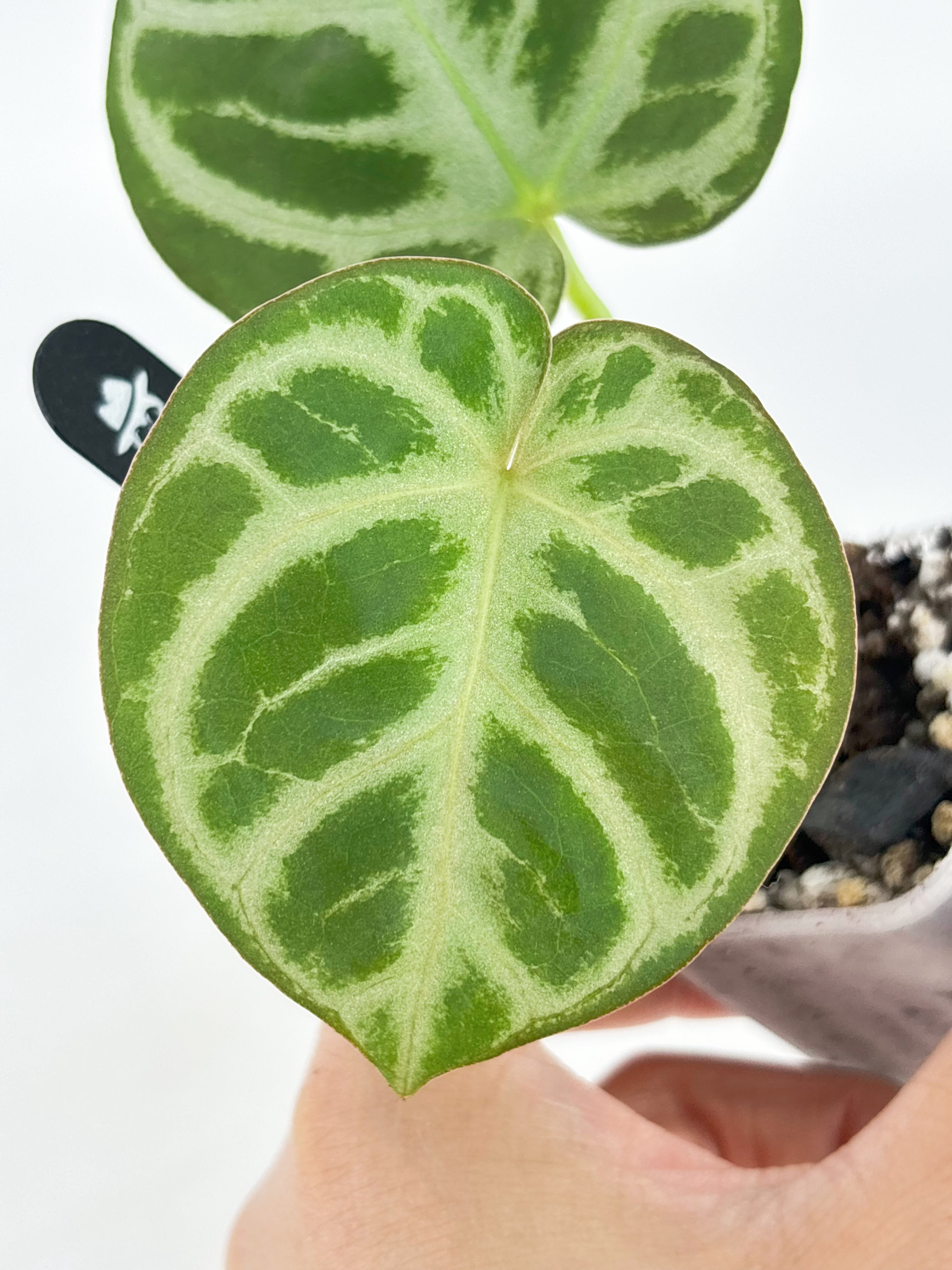 Anthurium HURC x Mystique 88 by KartelDaun@BC Warehouse