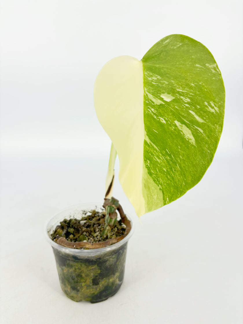 Monstera Albo @BC Warehouse