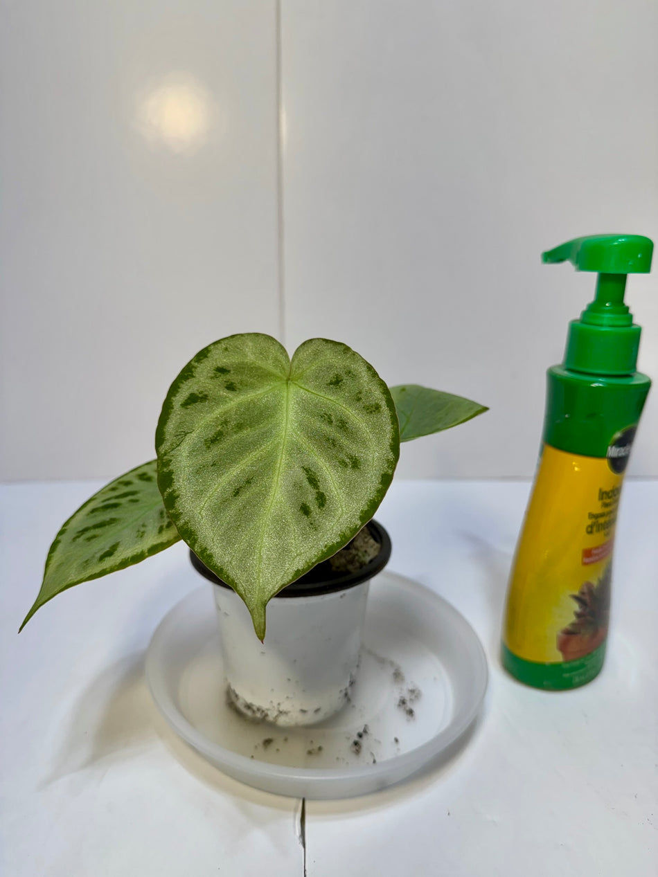 *Grower’s Choice* Anthurium Silver Blush