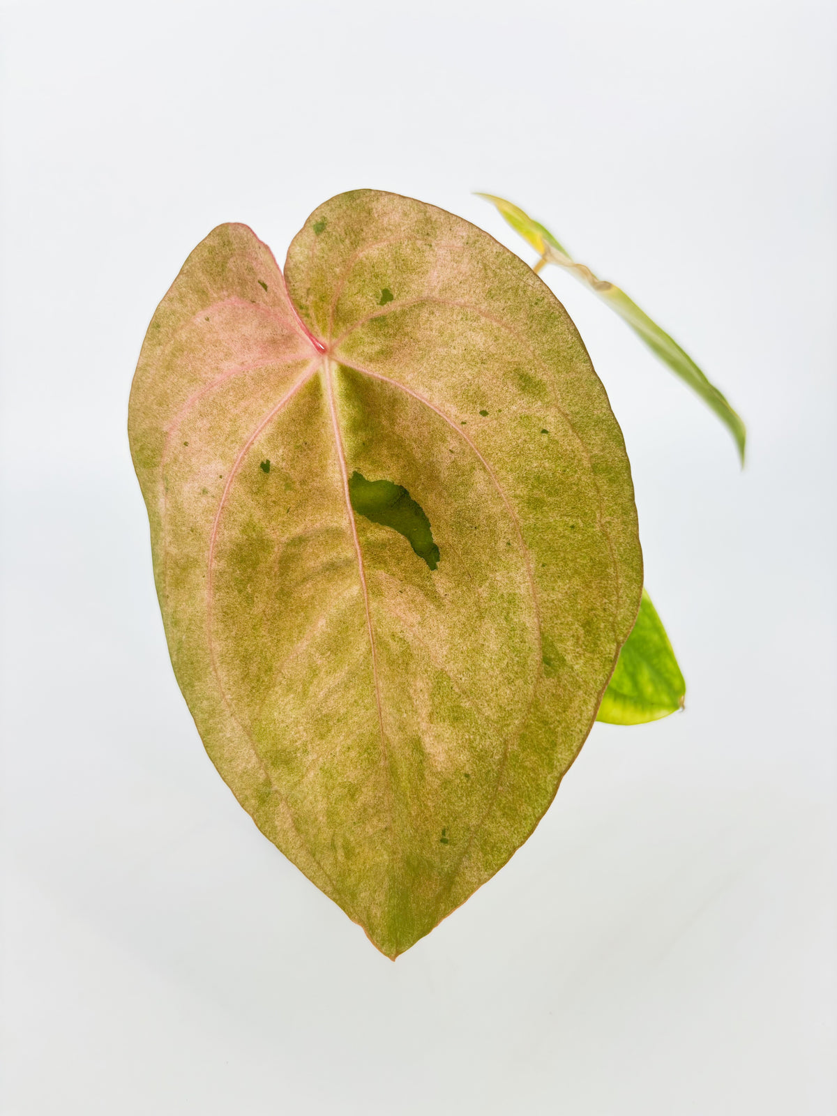Anthurium Dark Phoenix × Goliath Var @BC Warehouse
