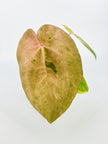 Anthurium Dark Phoenix × Goliath Var @BC Warehouse