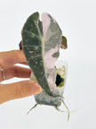 Alocasia Polly Pink@BC Warehouse