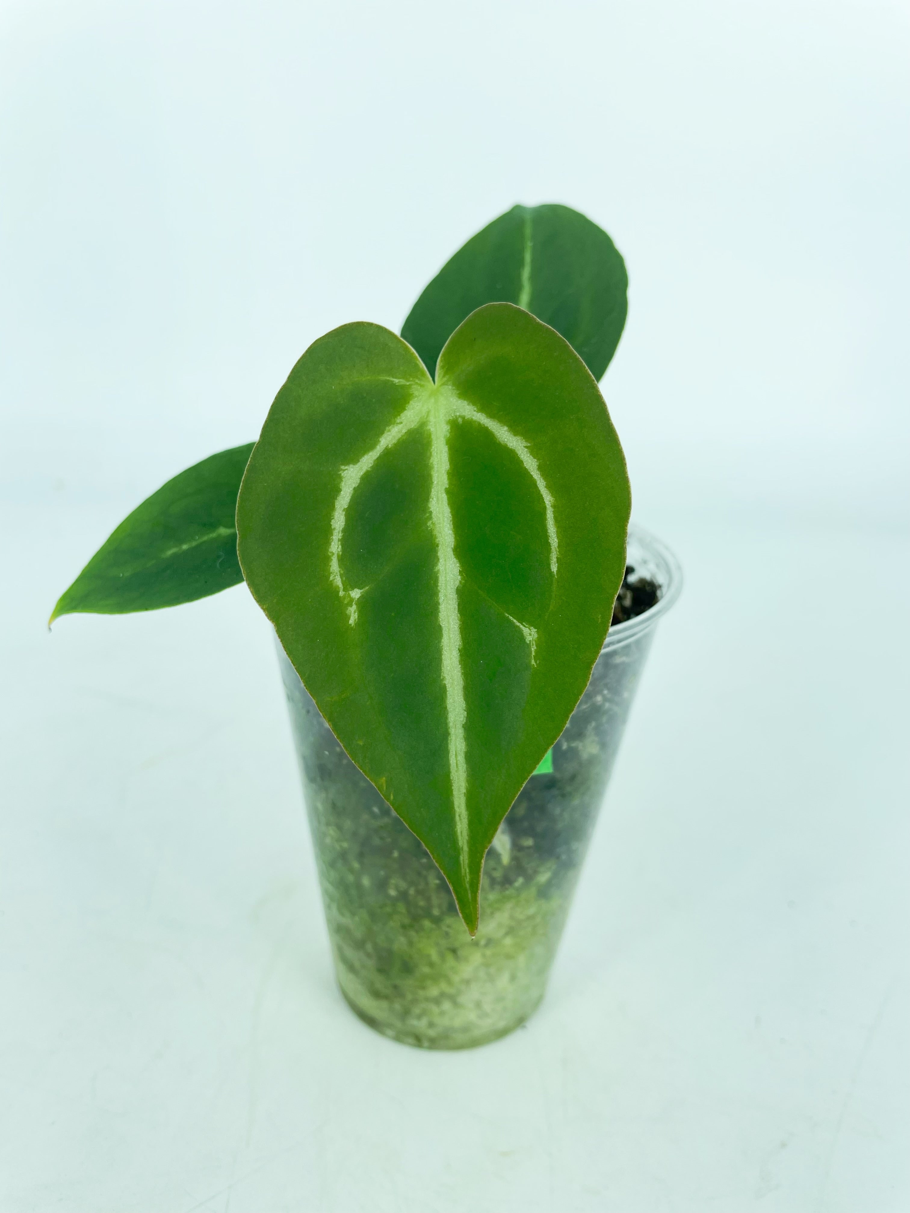 Anthurium Magnificum x Dark Forgetii (Multiple Available)