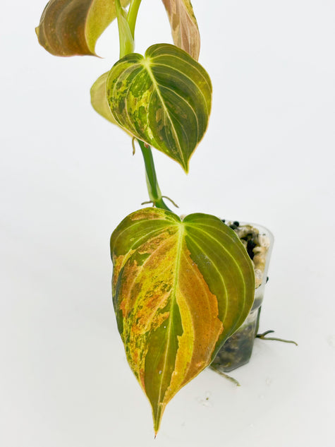 Philodendron Melanochrysum Var@BC Warehouse