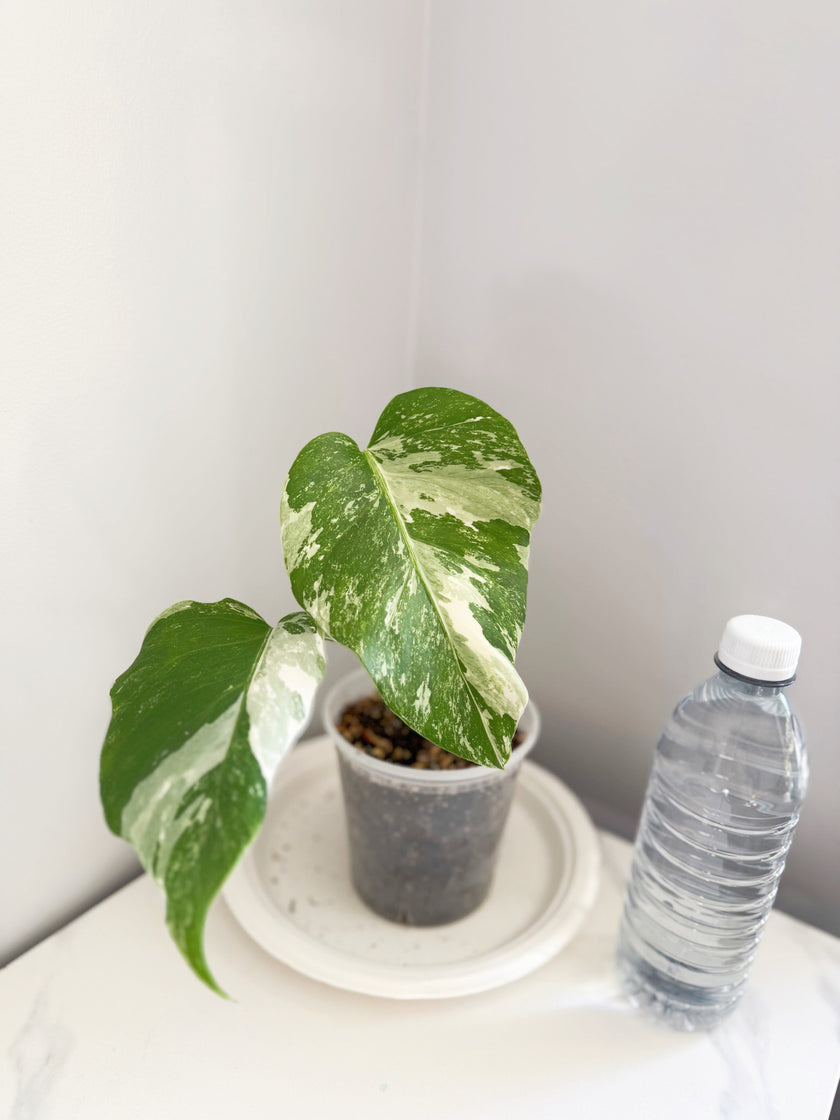 Monstera Albo -Japan