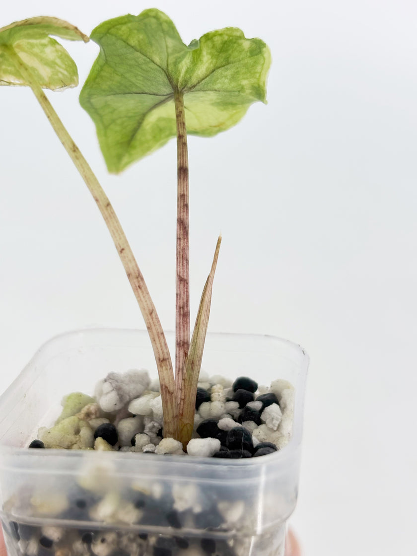 Alocasia Combo (Jacklyn Aurea & Dragon Scale Albo) @BC Warehouse