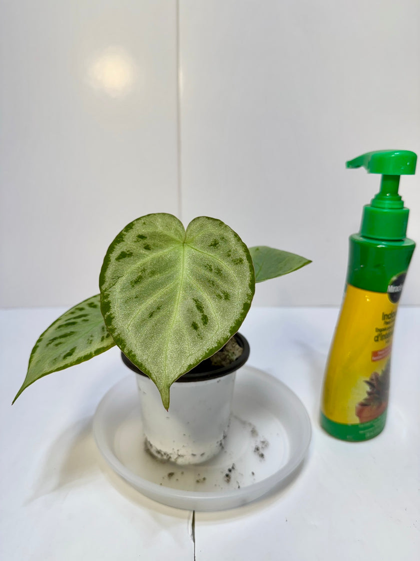 *Grower’s Choice* Anthurium Silver Chrome