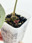 Anthurium Diamond Shield@BC Warehouse