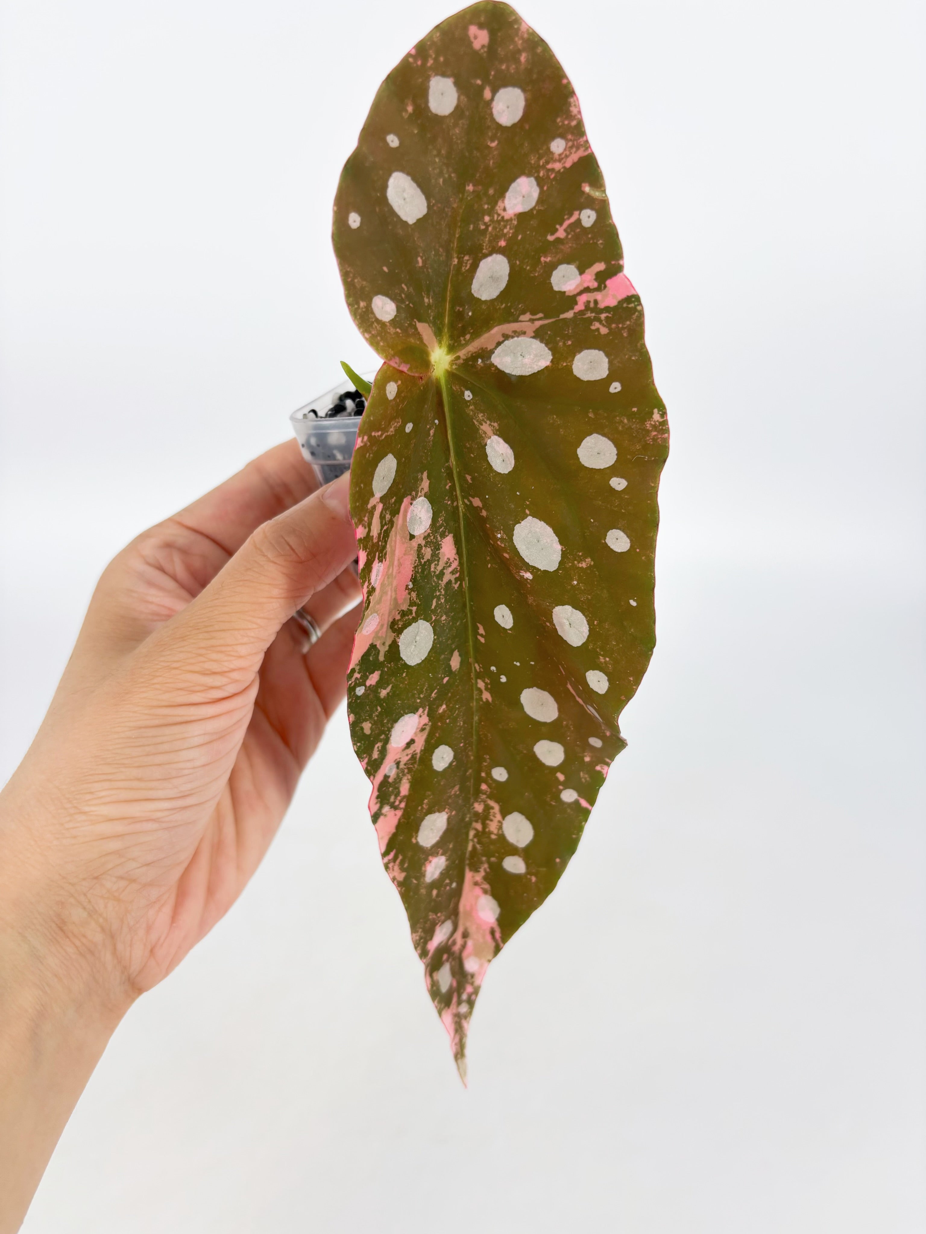 Begonia Pink Maculata @BC Warehouse