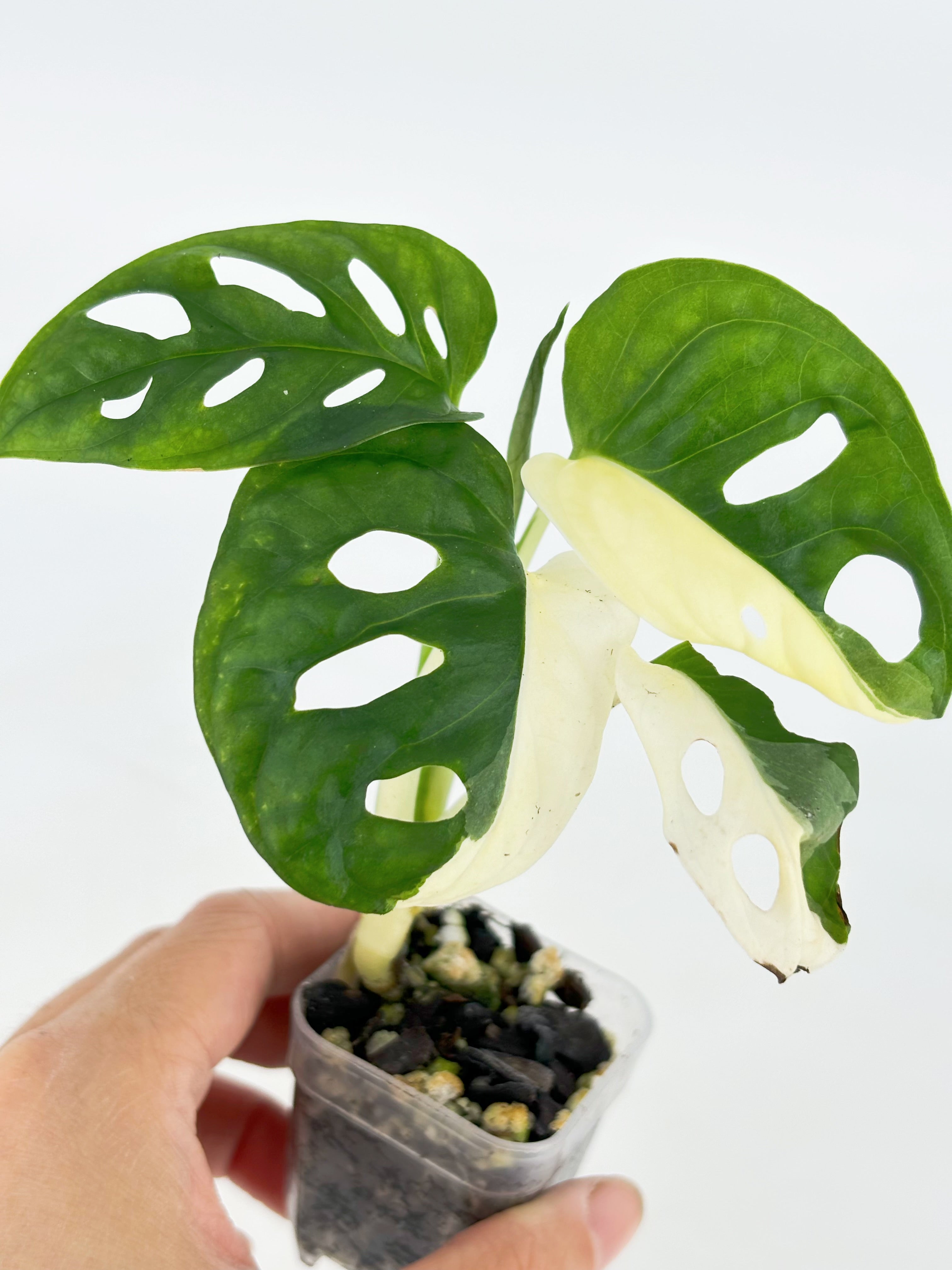 Monstera Adansonii Tricolor Japan @BC Warehouse