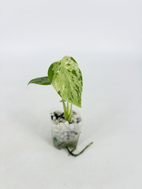 Monstera Bulbasaur@BC Warehouse