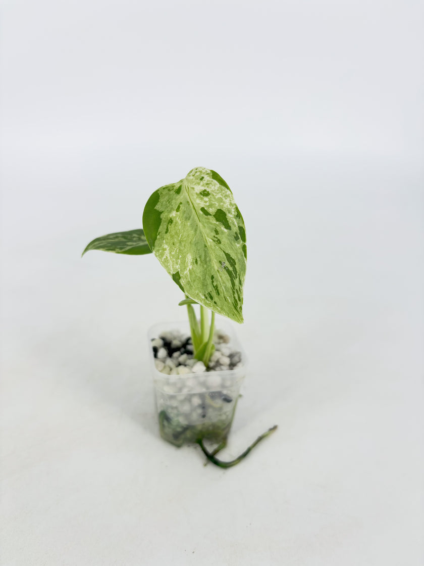 Monstera Bulbasaur@BC Warehouse