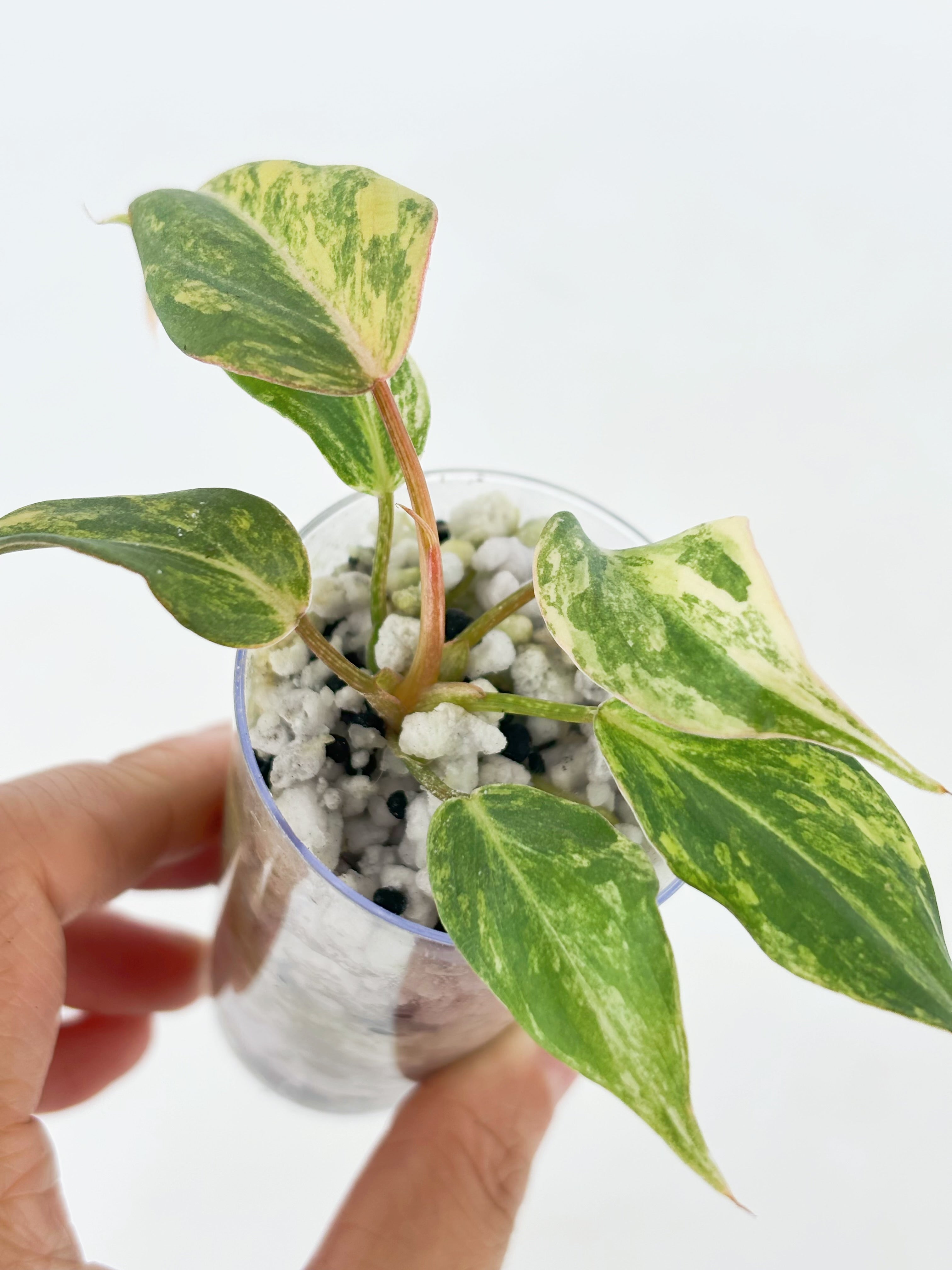 Philodendron Glorisom Tricolor@BC Warehouse