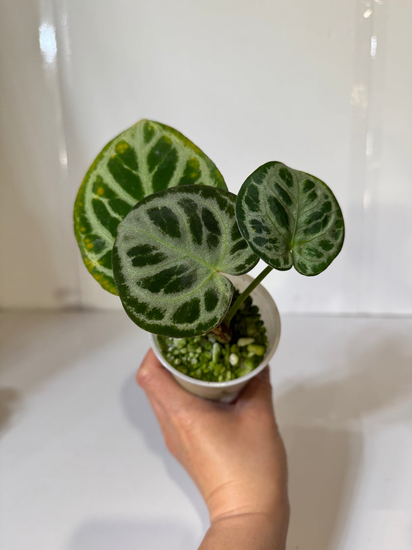 Anthurium Dorayaki - Silver