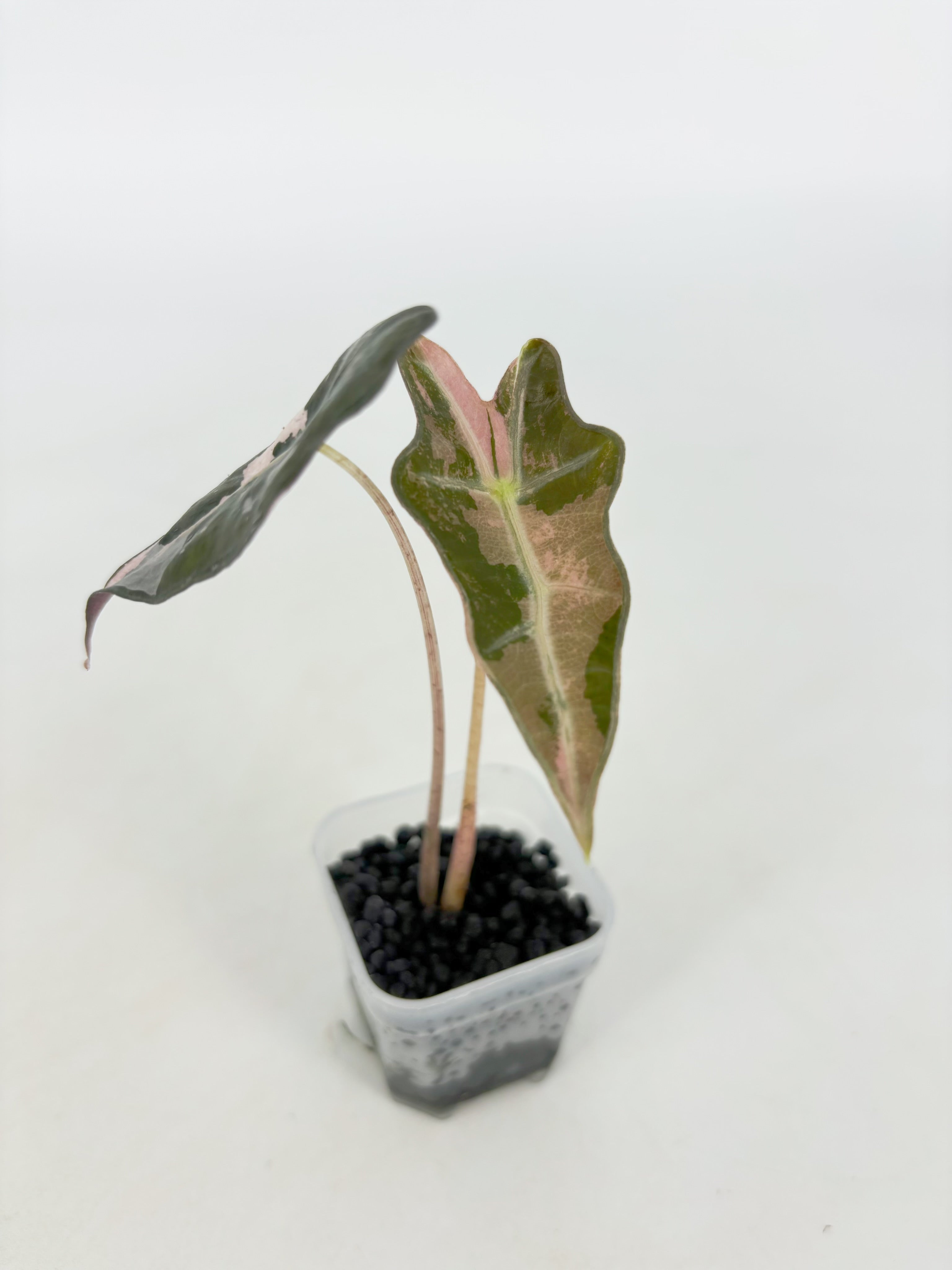 Alocasia Nobilis Pink@BC Warehouse