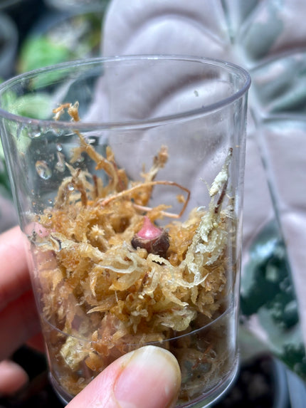 Alocasia Chantrieri Pink Variegated Corm