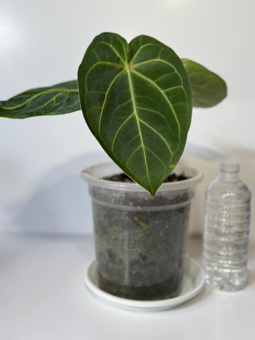 XXL Anthurium Magnificum Dark Form*Pick up & GTA Delivery Only*