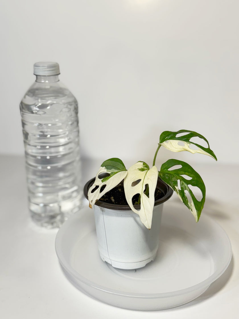 Monstera Adansonii Japanese Tricolor 01b
