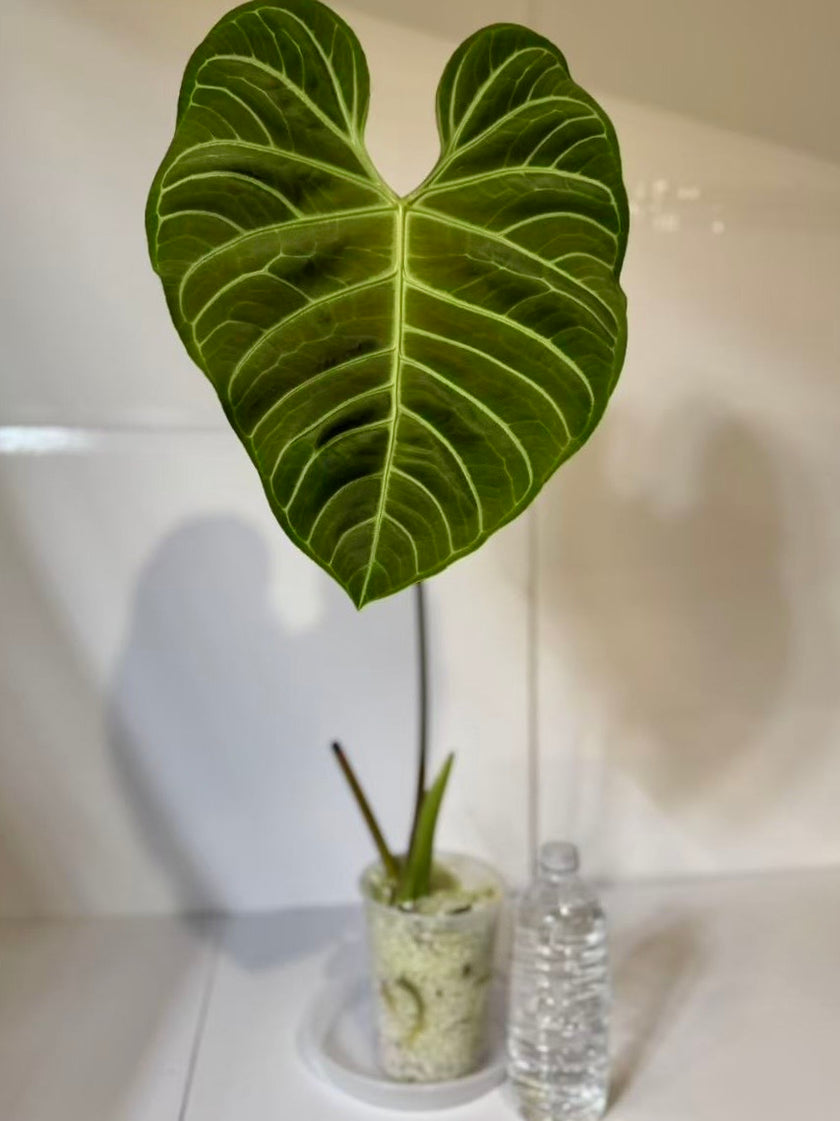 Anthurium Regale XXL *Pick up and Local delivery only*