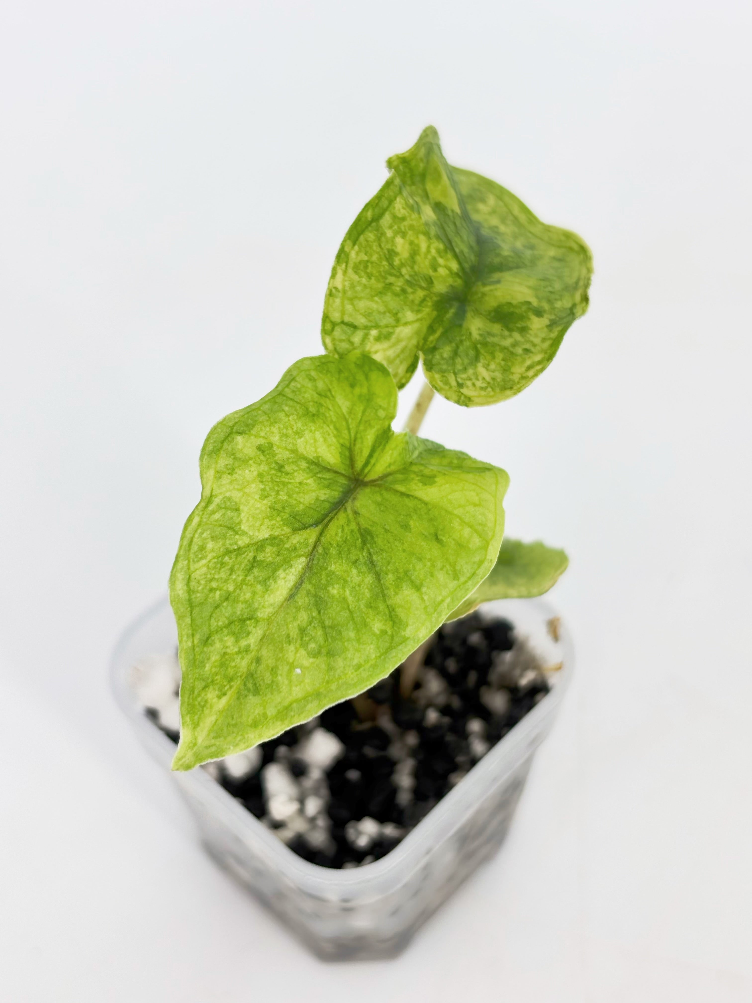 Alocasia Jacklyn Variegated -Aurea