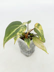 Philodendron Gloriosum Tricolor@BC Warehouse