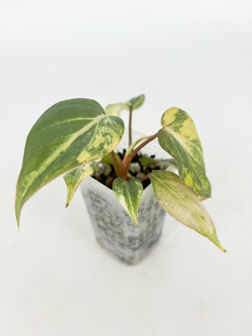 Philodendron Gloriosum Tricolor@BC Warehouse