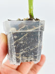 Monstera Combo (Adansonii Tricolor + Esqueleto)@BC Warehouse