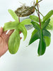 Philodendron Florida Ghost XL